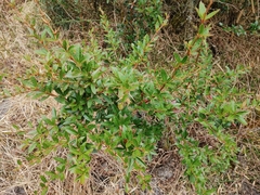 Berberis