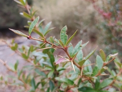 Berberis