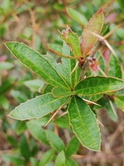 Berberis