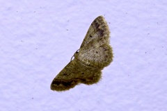 Idaea pilosata