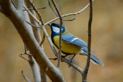 Parus major