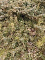Juniperus formosana