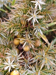 Juniperus formosana