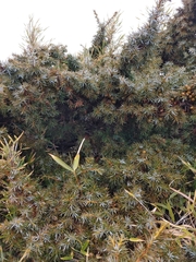 Juniperus formosana