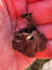 Eriosoma lanuginosum