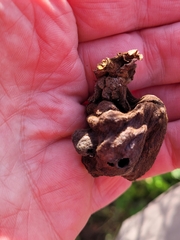 Eriosoma lanuginosum