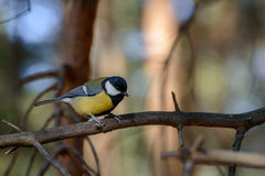 Parus major