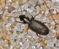 Syntomus foveatus