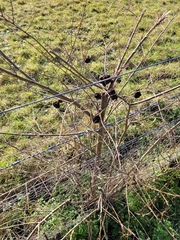 Eriosoma lanuginosum