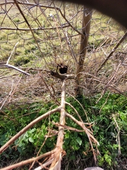 Eriosoma lanuginosum