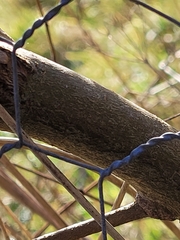 Eriosoma lanuginosum