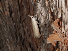 Culladia cuneiferellus