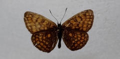 Melitaea athalia