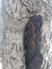 Inonotus obliquus sterilis