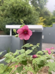 Anisodontea scabrosa