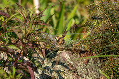 Prinia striata