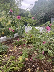 Anisodontea scabrosa