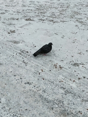 Columba livia domestica