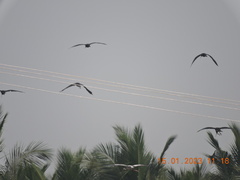 Plegadis falcinellus