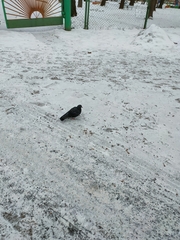 Columba livia domestica