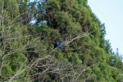 Corvus macrorhynchos colonorum