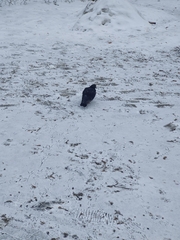Columba livia domestica
