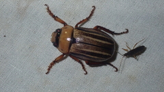 Trizogeniates temporalis