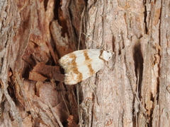 Chezala brachypepla