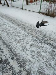Columba livia domestica