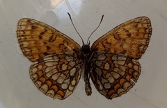 Melitaea athalia