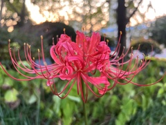 Lycoris radiata