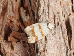 Chezala brachypepla