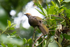 Pycnonotus zeylanicus