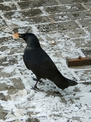 Corvus monedula