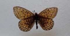 Boloria eunomia