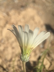 Calycoseris wrightii