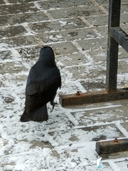Corvus monedula