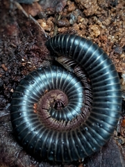 Archispirostreptus syriacus