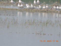 Gelochelidon nilotica
