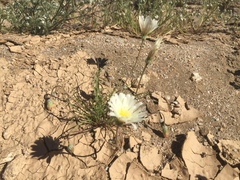 Calycoseris wrightii