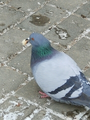 Columba livia domestica