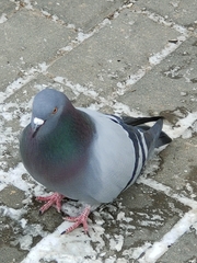 Columba livia domestica