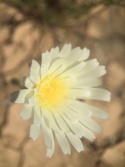Calycoseris wrightii