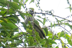 Pycnonotus zeylanicus