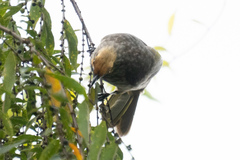 Pycnonotus zeylanicus