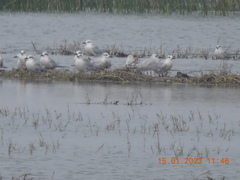 Gelochelidon nilotica