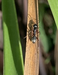 Myrmophyma