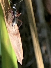 Myrmophyma