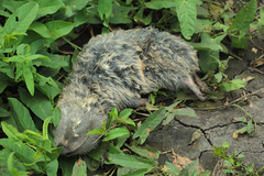 Spalax microphthalmus