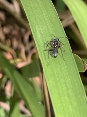 Myrmophyma